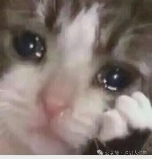 集体大跳水！深圳出发最猛暴跌67%！有人抄底捡漏，网友：必须冲