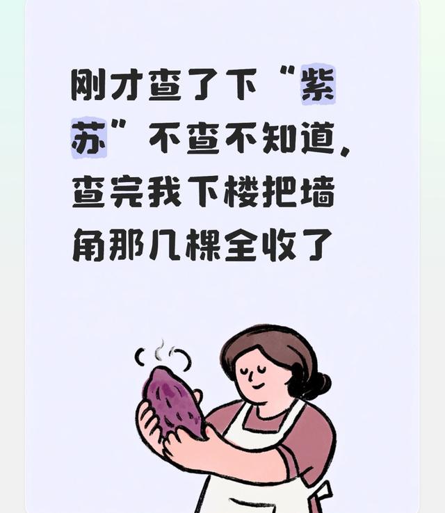 刚才查了下“紫苏”不查不知道，查完我下楼把墙角那几棵全收了